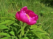 39  Peonia officinalis (Peonia selvatica) in piena fioritura